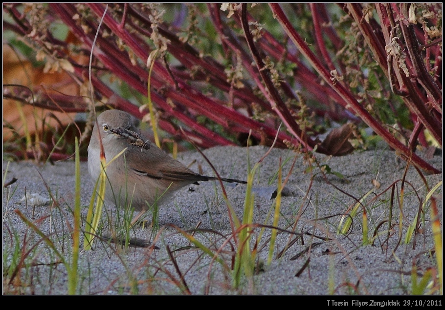 Asian Desert Warbler