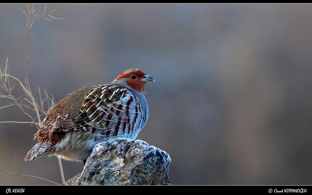 Grey Partridge