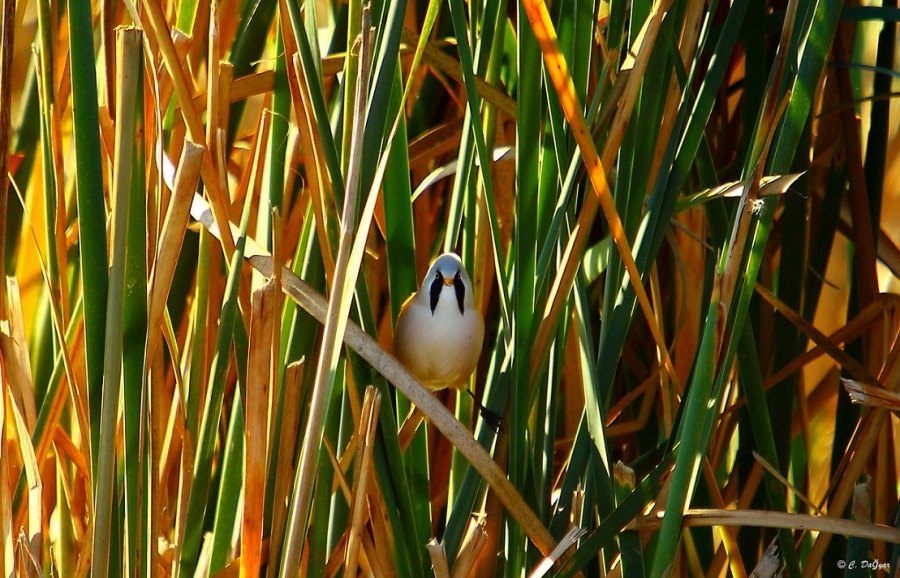 Bearded Reedling
