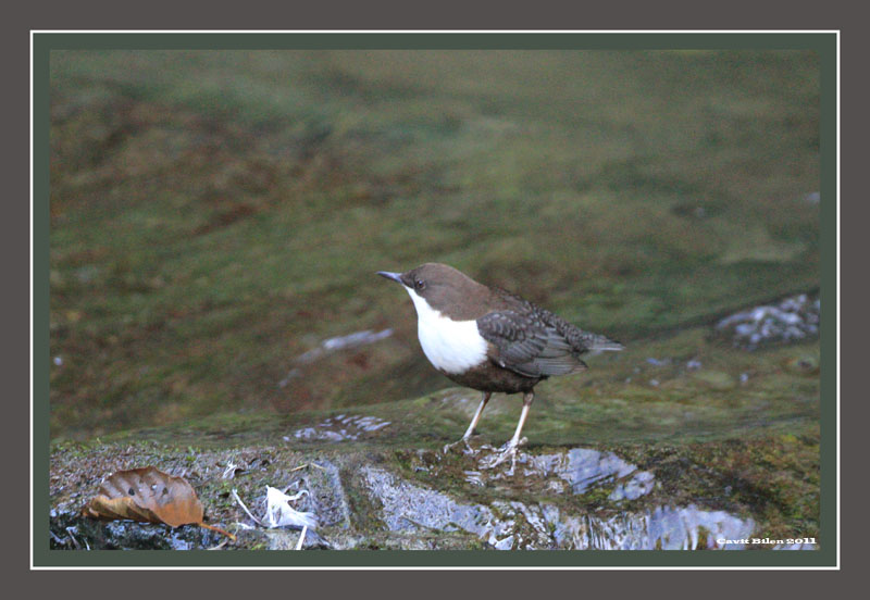 White-throated Dipper