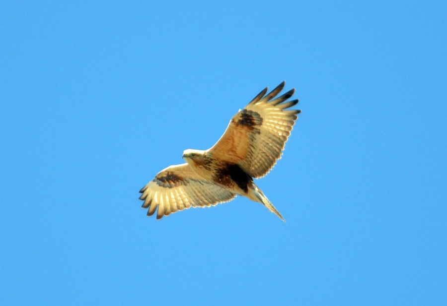 Kızıl şahin