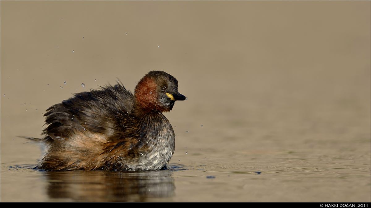 Little Grebe