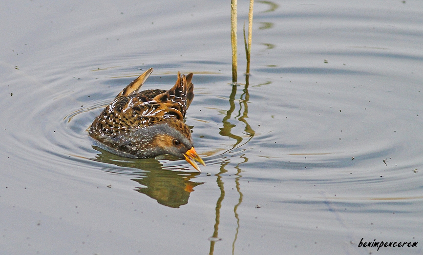 Spotted Crake
