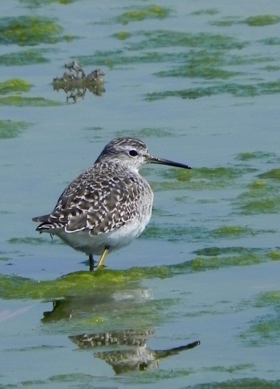Wood Sandpiper
