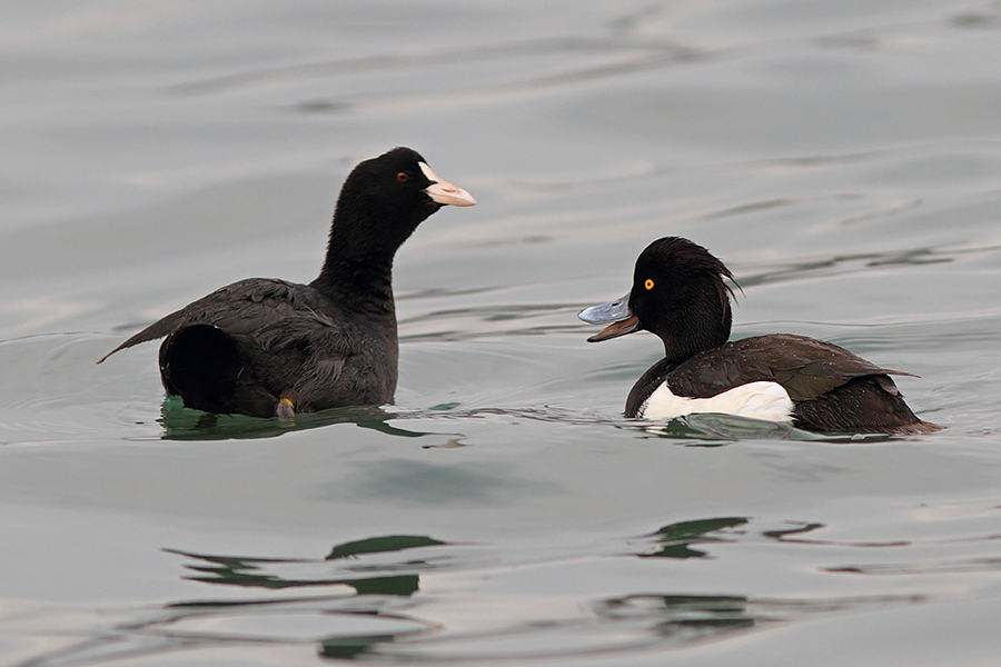 Tufted Duck