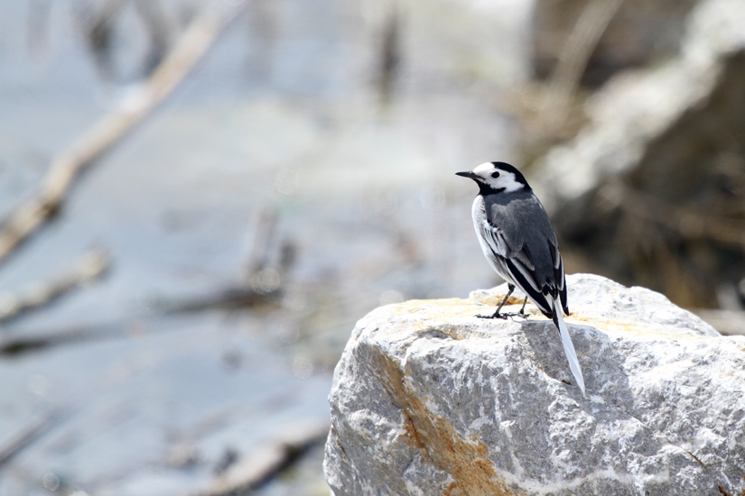 White Wagtail