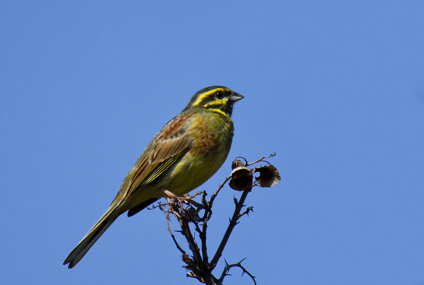Cirl Bunting