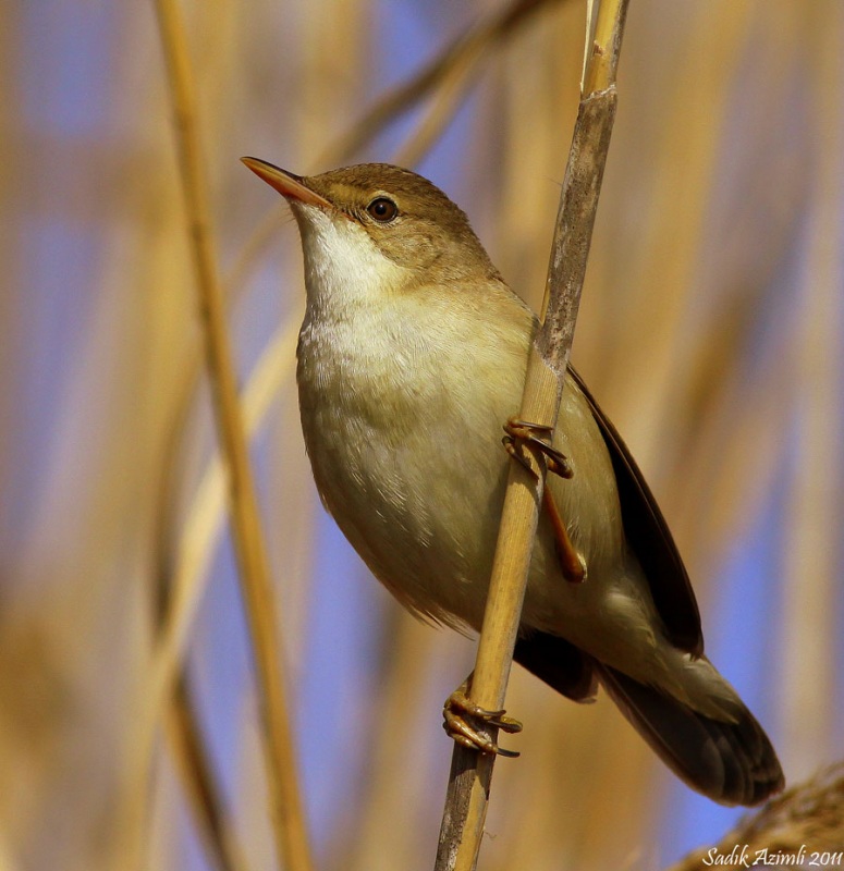 Common Reed Warbler