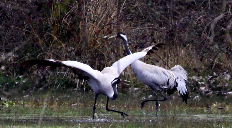 Common Crane