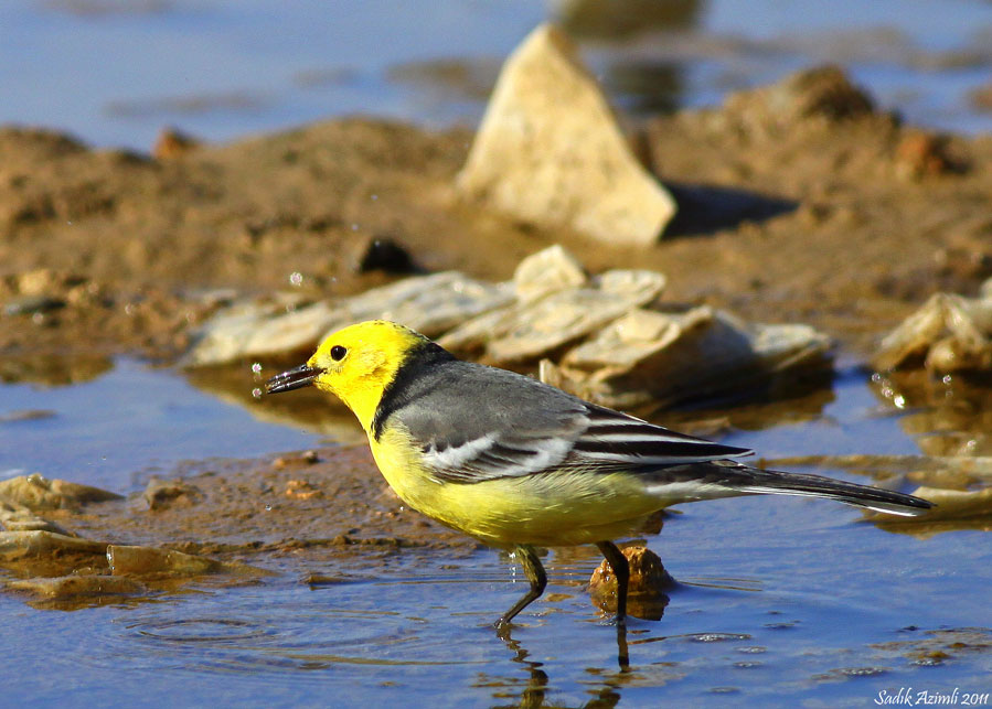Citrine Wagtail