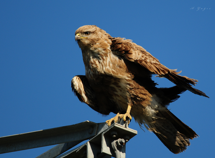Common Buzzard