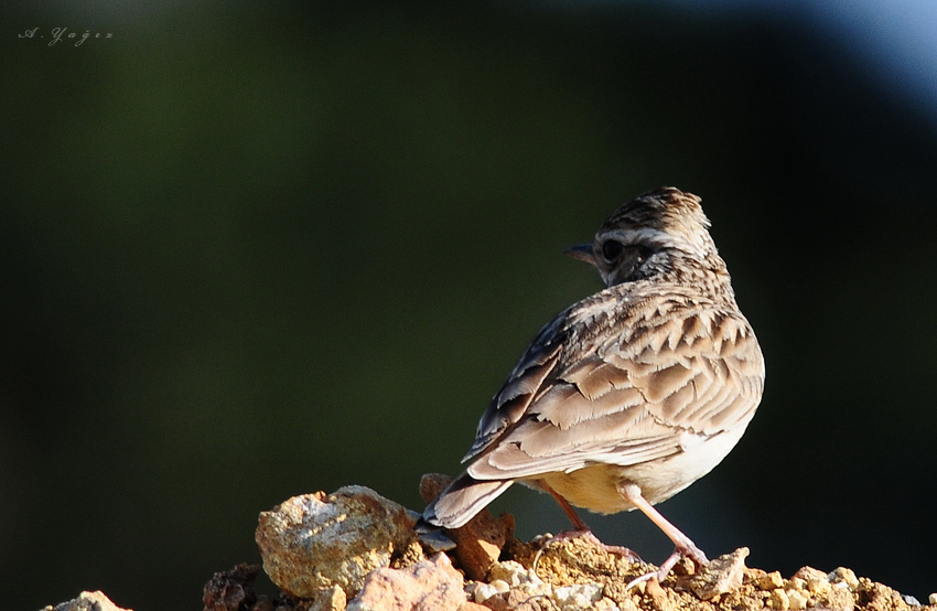 Woodlark