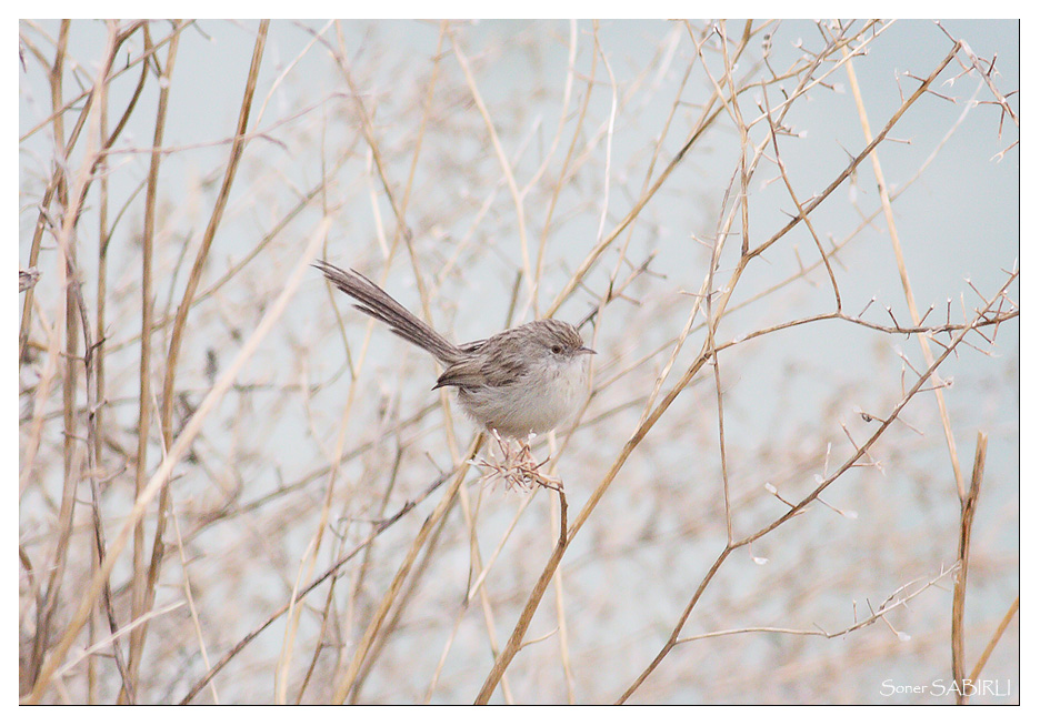 Delicate Prinia