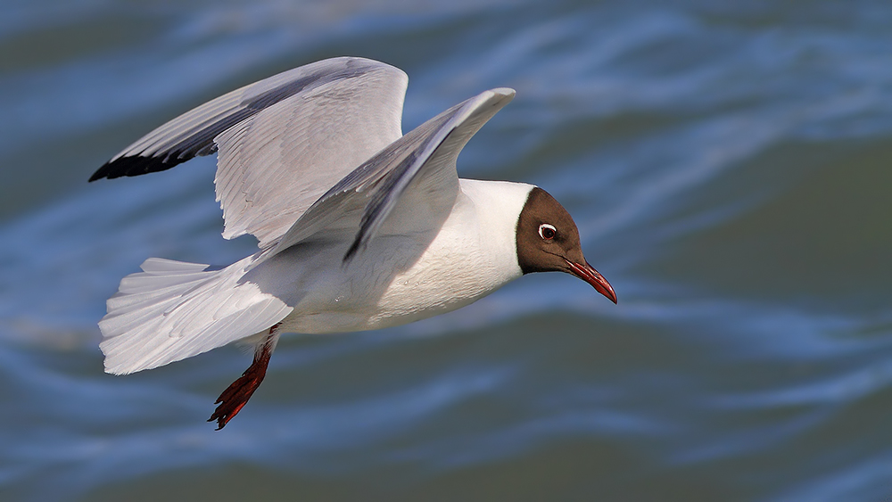 Black-headed Gull