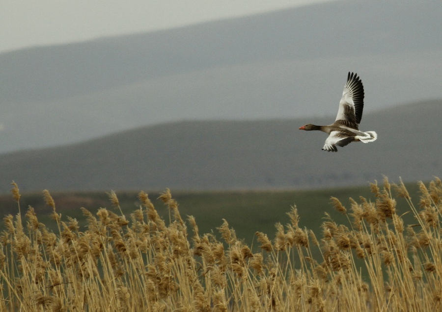 Greylag Goose