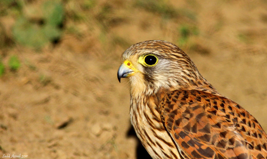 Common Kestrel