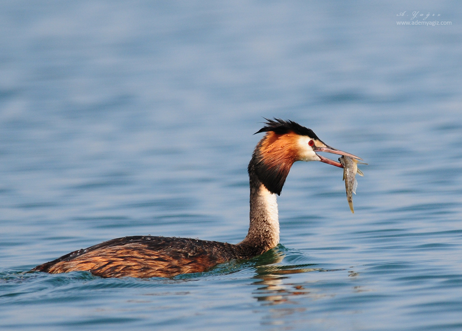 Great Crested Grebe