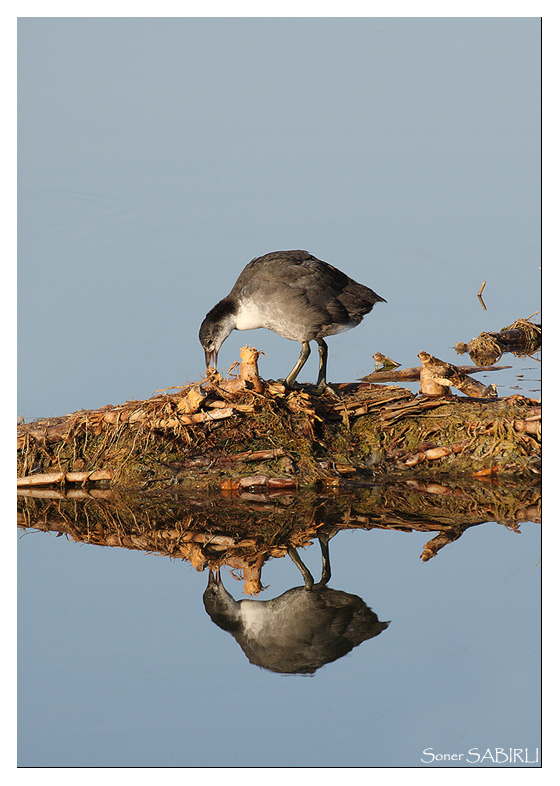 Eurasian Coot