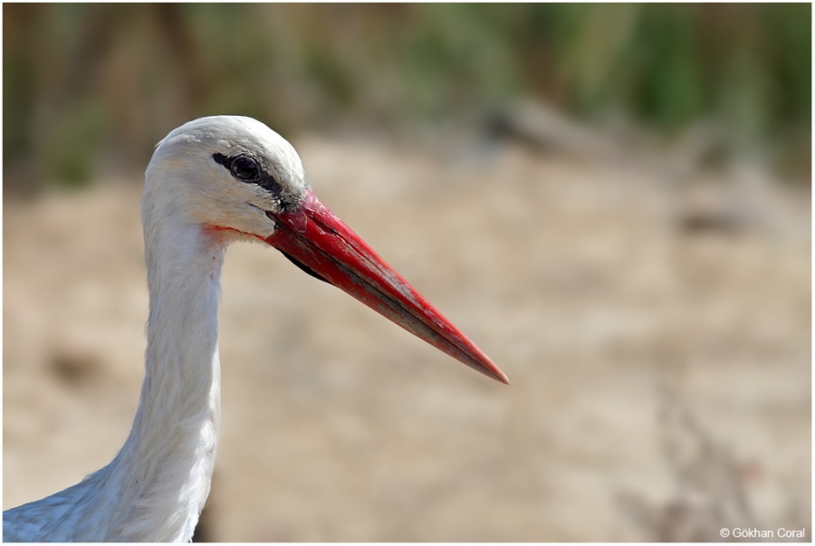 White Stork