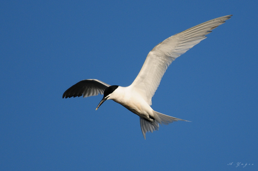 Sandwich Tern