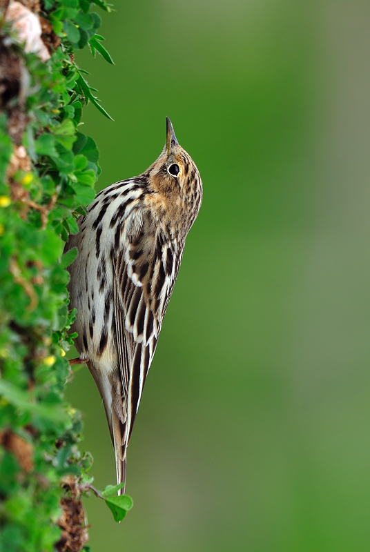 Red-throated Pipit
