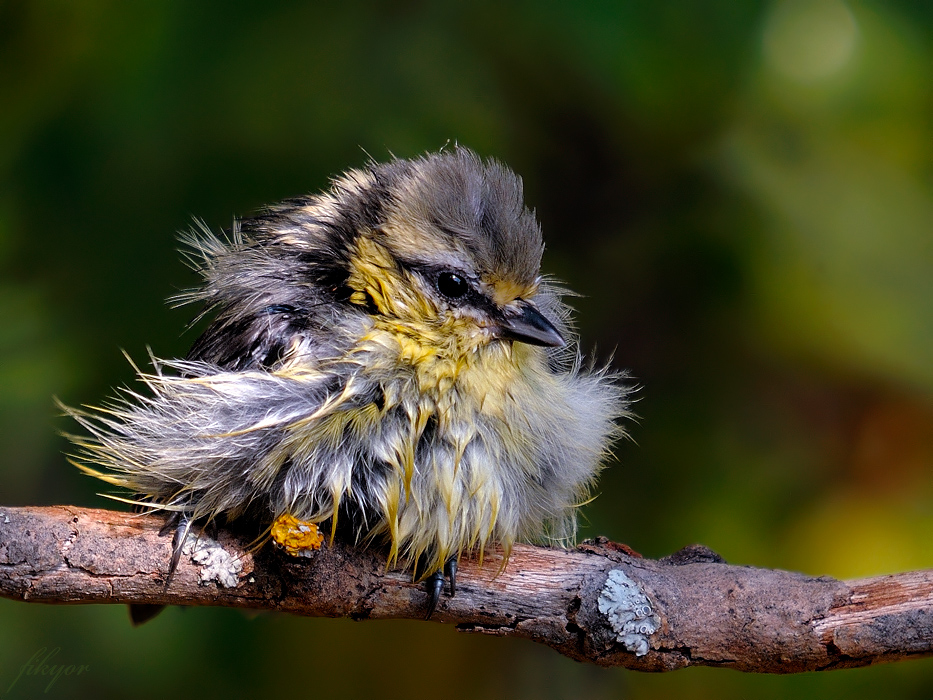 Eurasian Blue Tit
