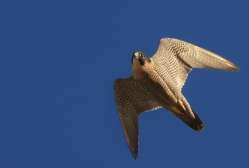 Peregrine Falcon