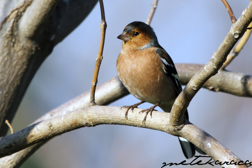 Eurasian Chaffinch
