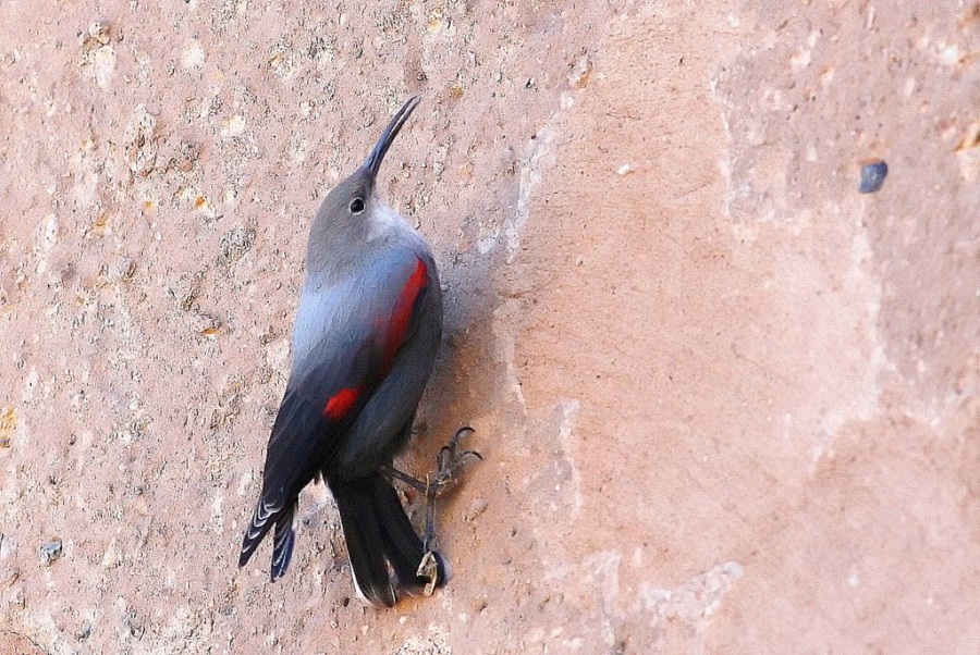 Wallcreeper