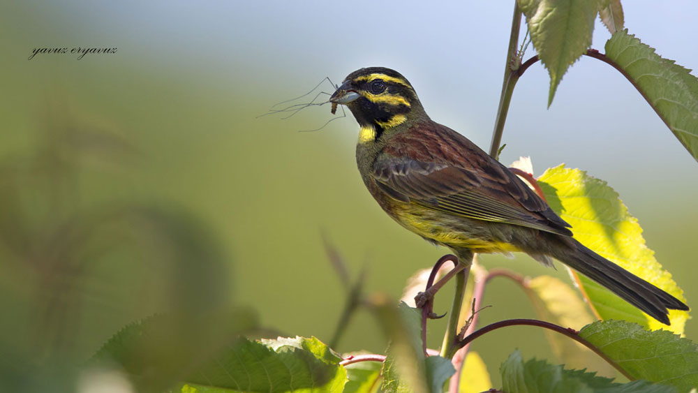 Cirl Bunting