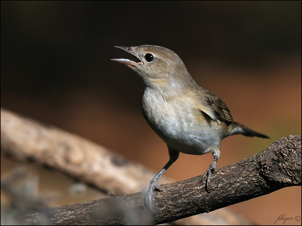 Garden Warbler
