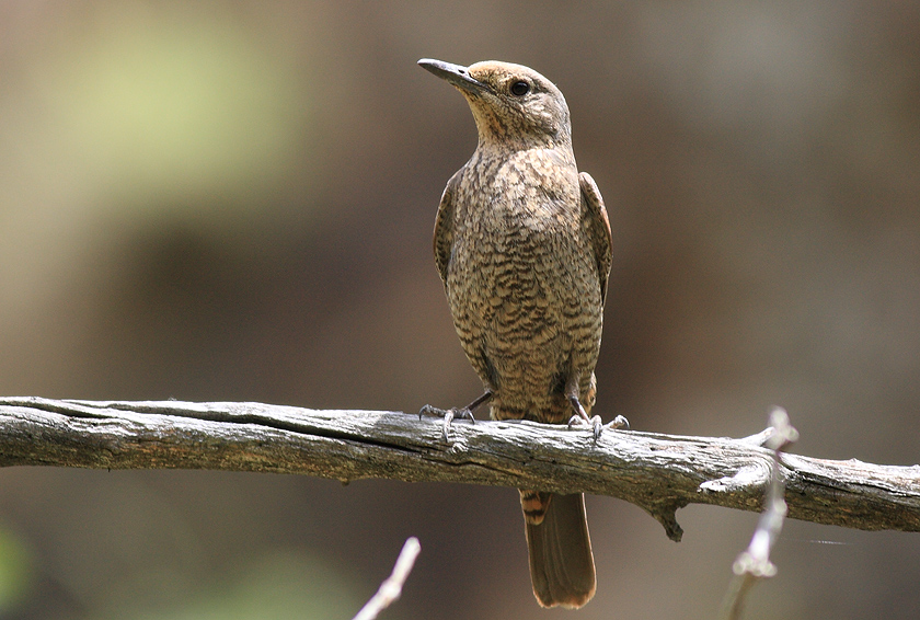 Blue Rock Thrush