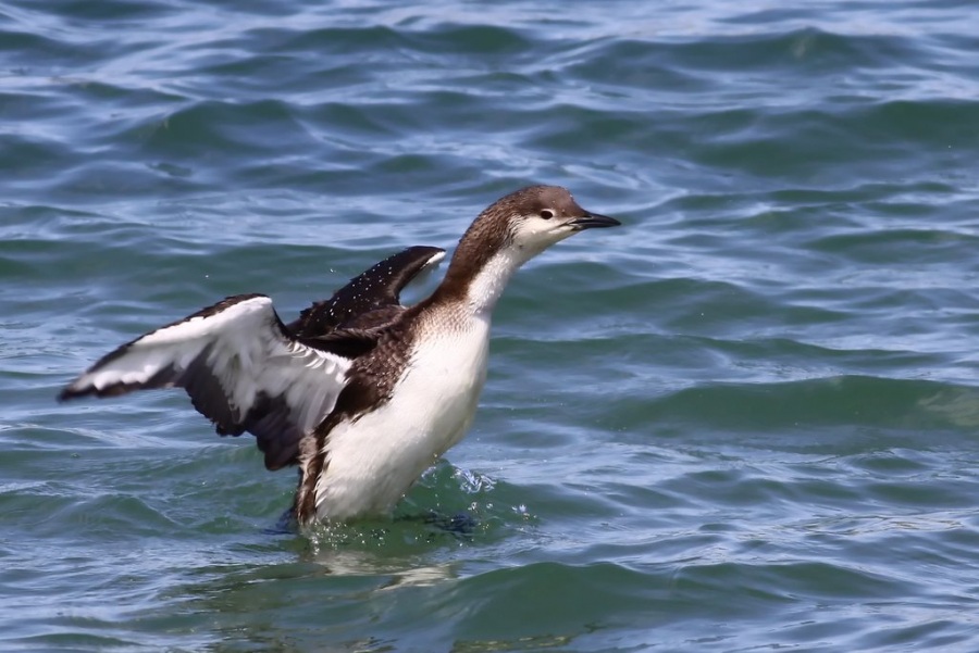 Black-throated Loon