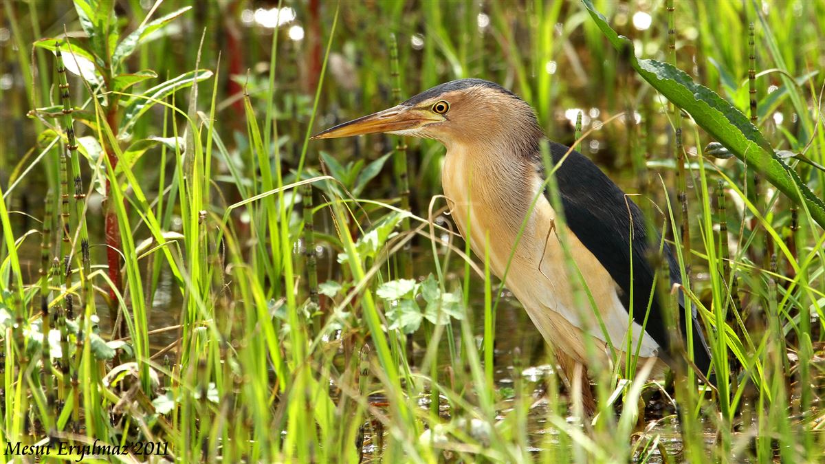 Little Bittern