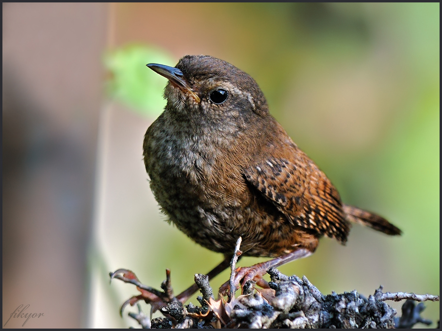 Eurasian Wren