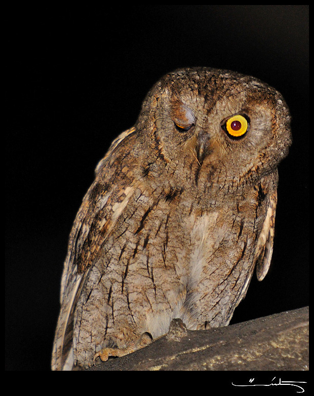 Eurasian Scops Owl