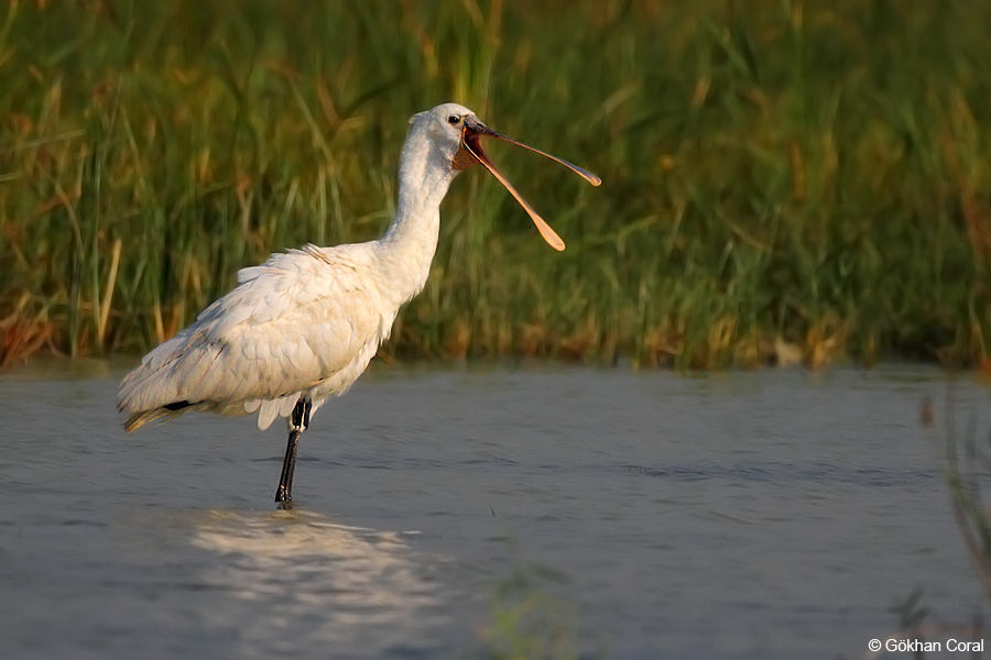 Eurasian Spoonbill