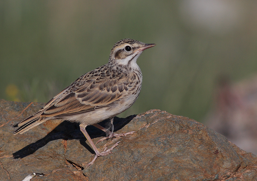 Eurasian Skylark
