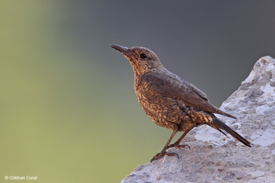 Blue Rock Thrush