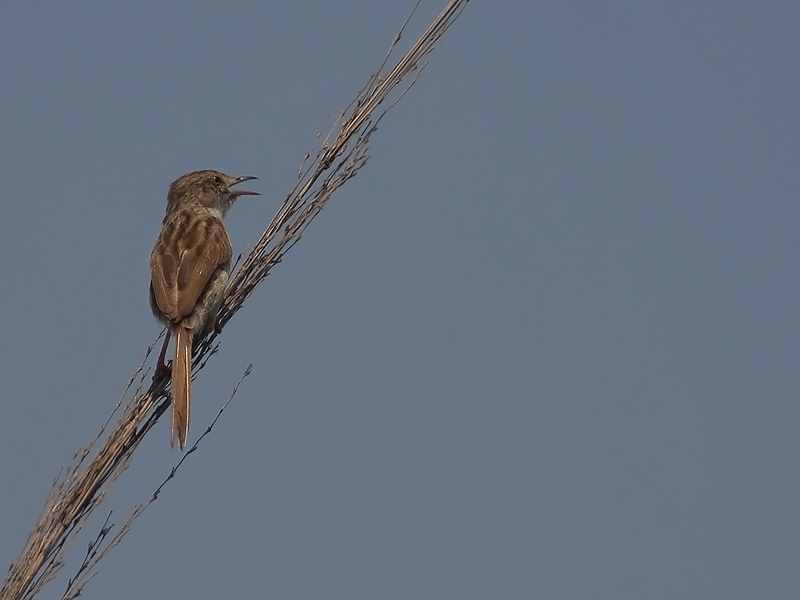 Delicate Prinia