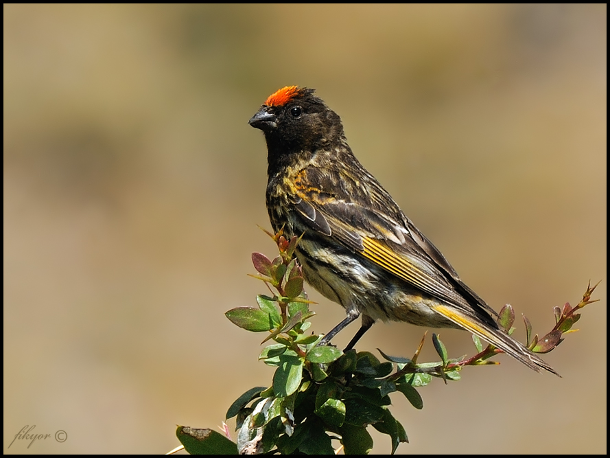 Red-fronted Serin