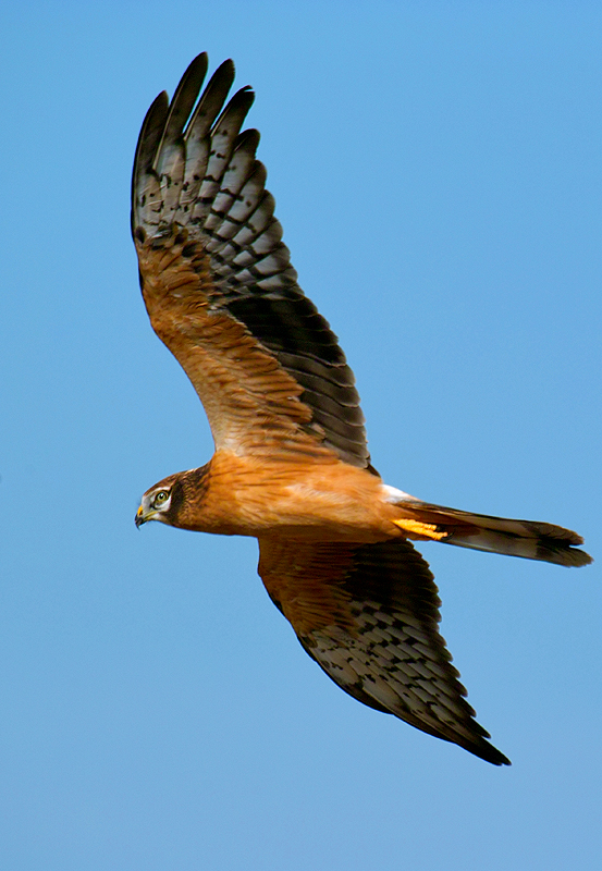 Montagu`s Harrier