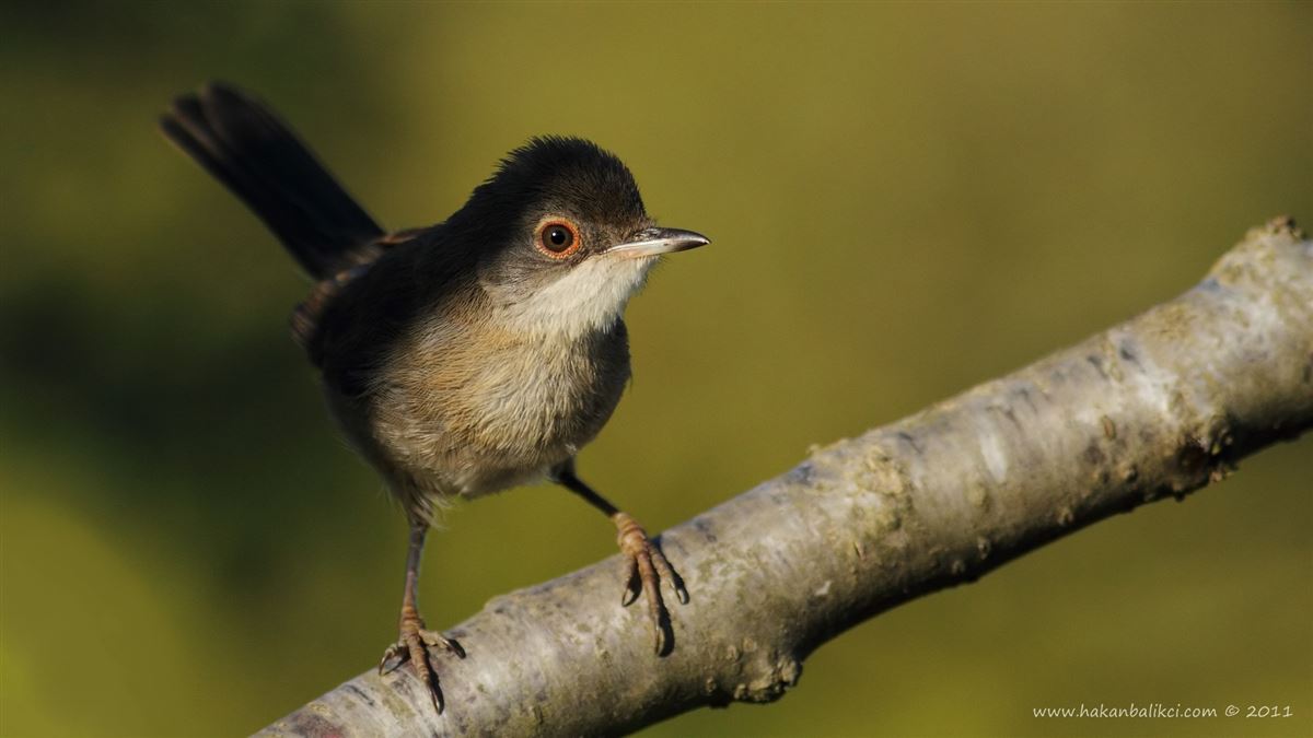 Sardinian Warbler