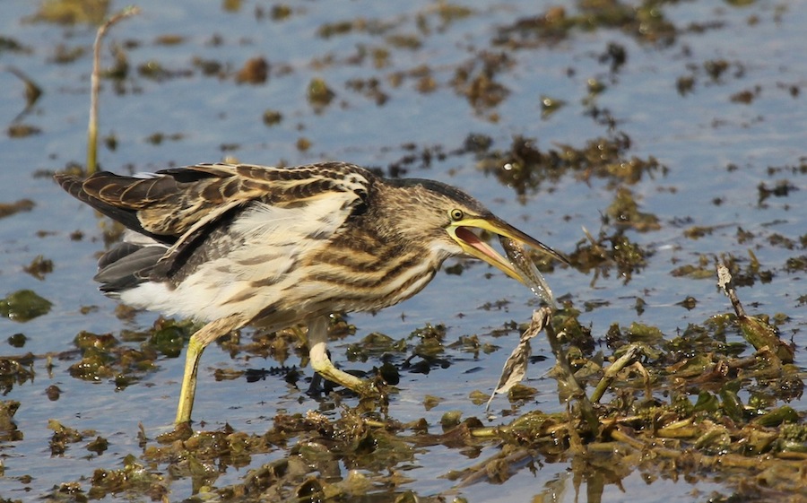 Little Bittern