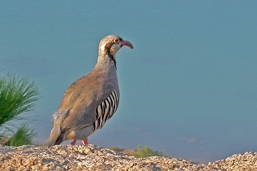 Chukar Partridge