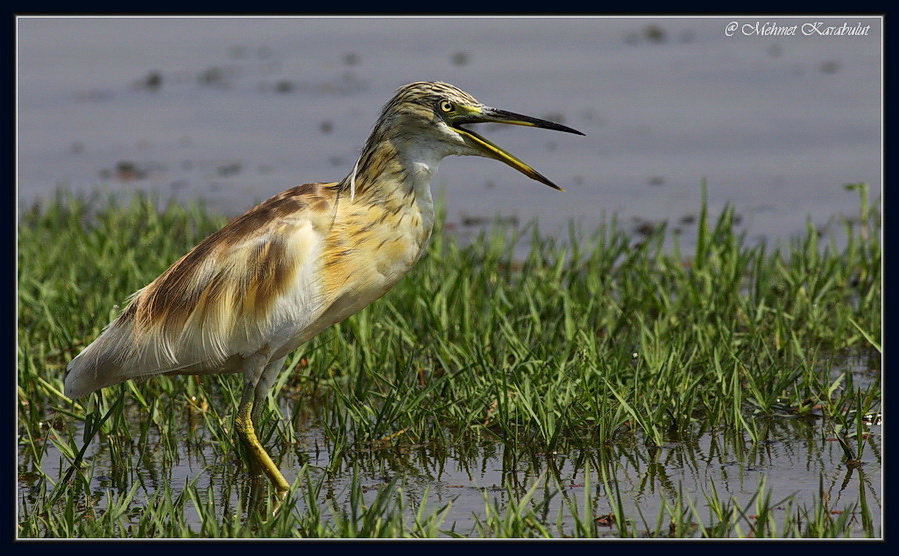 Squacco Heron