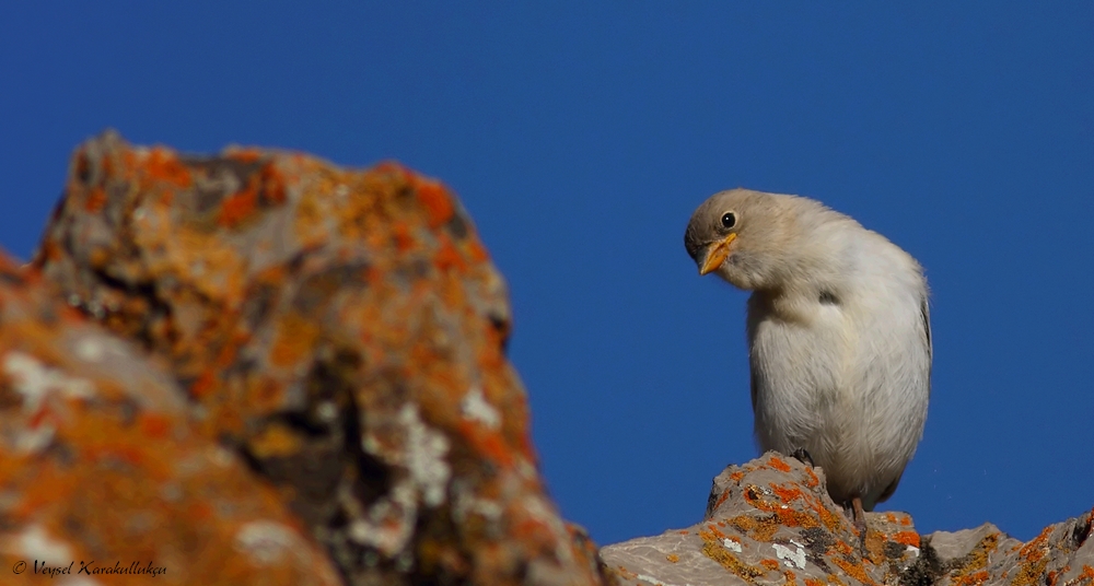 White-winged Snowfinch