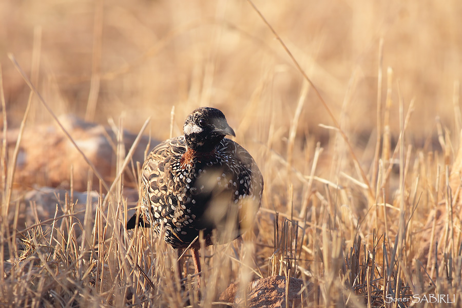 Black Francolin