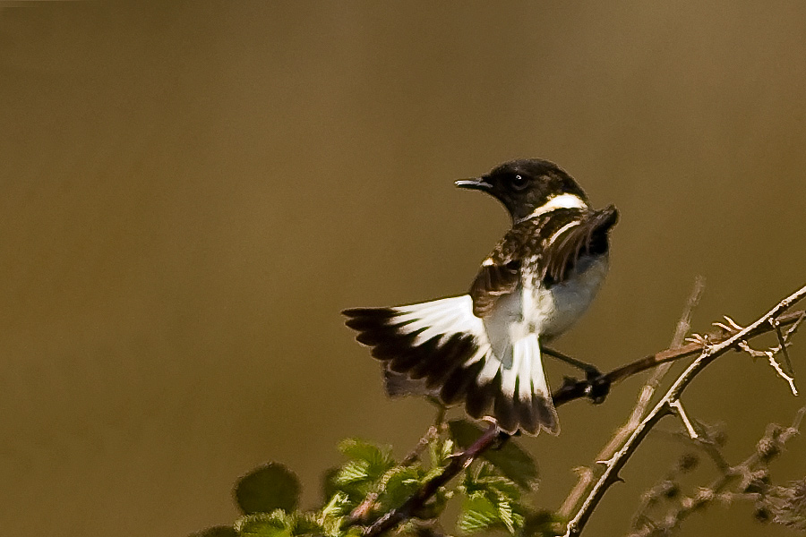 Siberian Stonechat