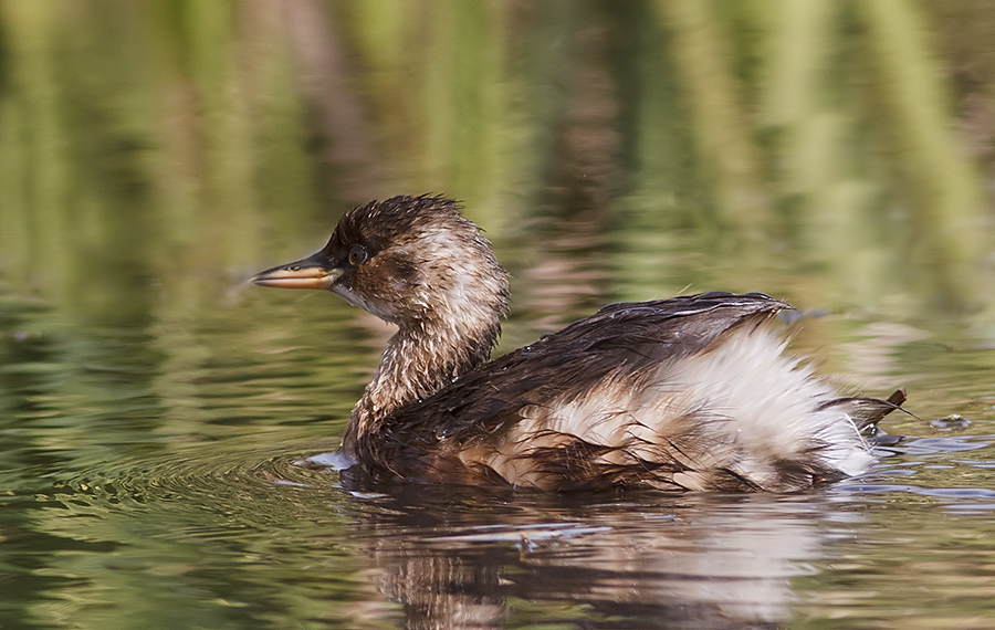 Little Grebe
